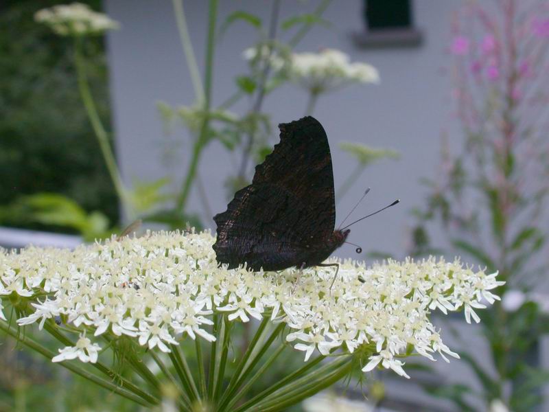 Aglais io